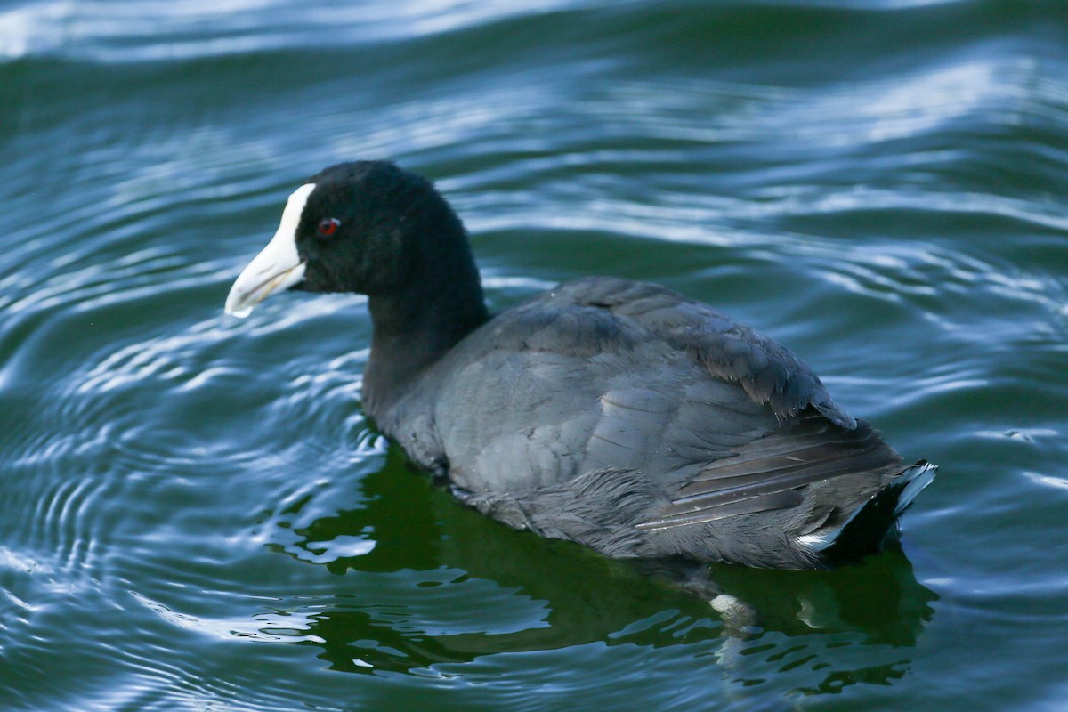 Hawaiian Coot (White-shielded) - ML620508703