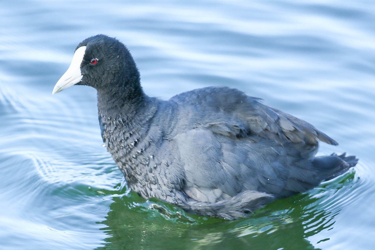 Hawaiian Coot (White-shielded) - ML620508705