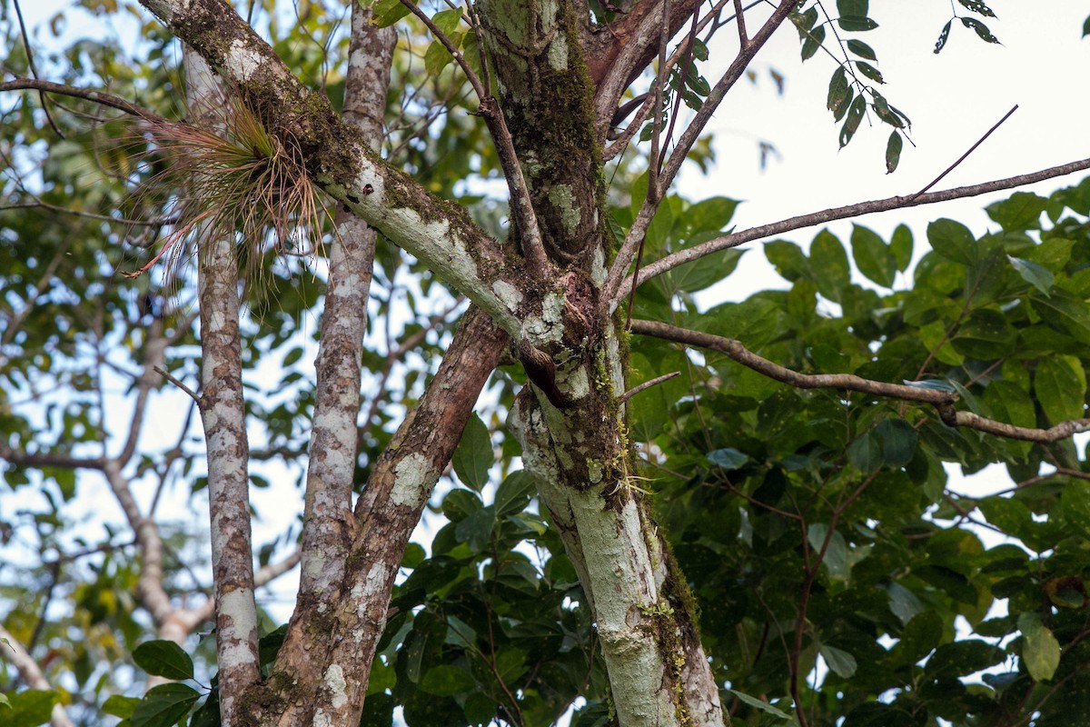 Ivory-billed Woodcreeper - ML620508708