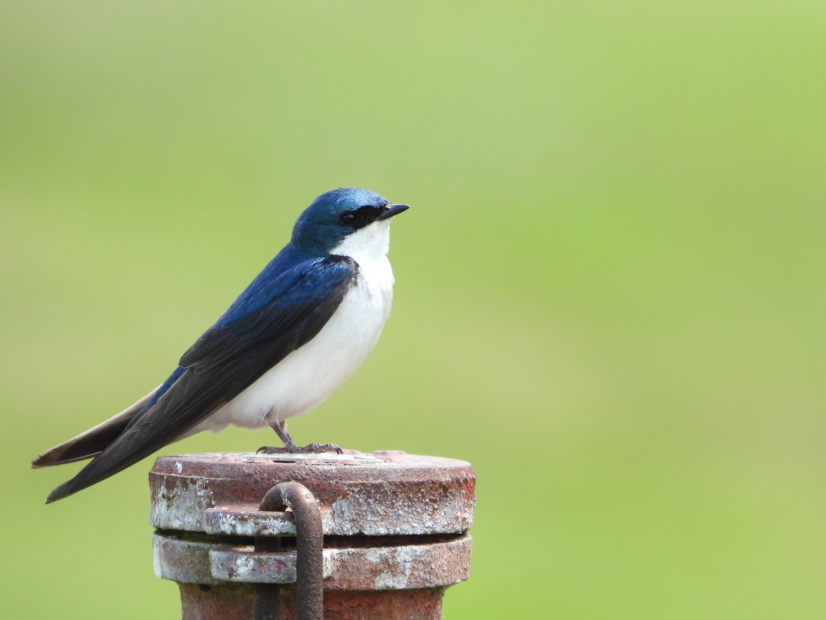 Golondrina Bicolor - ML620508709