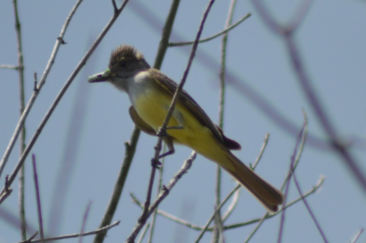 Great Crested Flycatcher - ML620508711