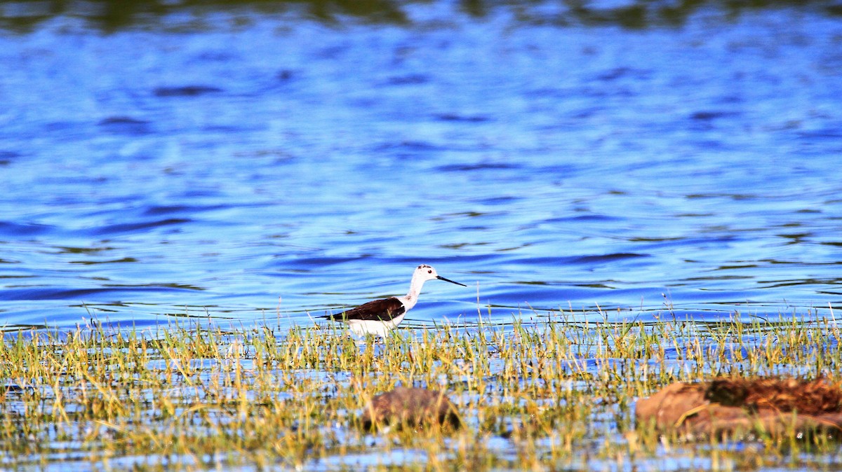 Black-winged Stilt - ML620508712