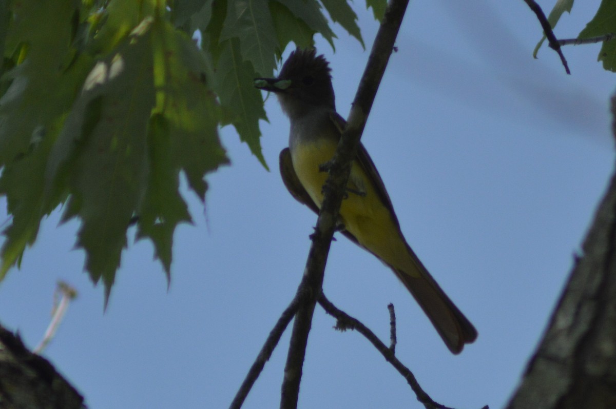 Great Crested Flycatcher - ML620508713