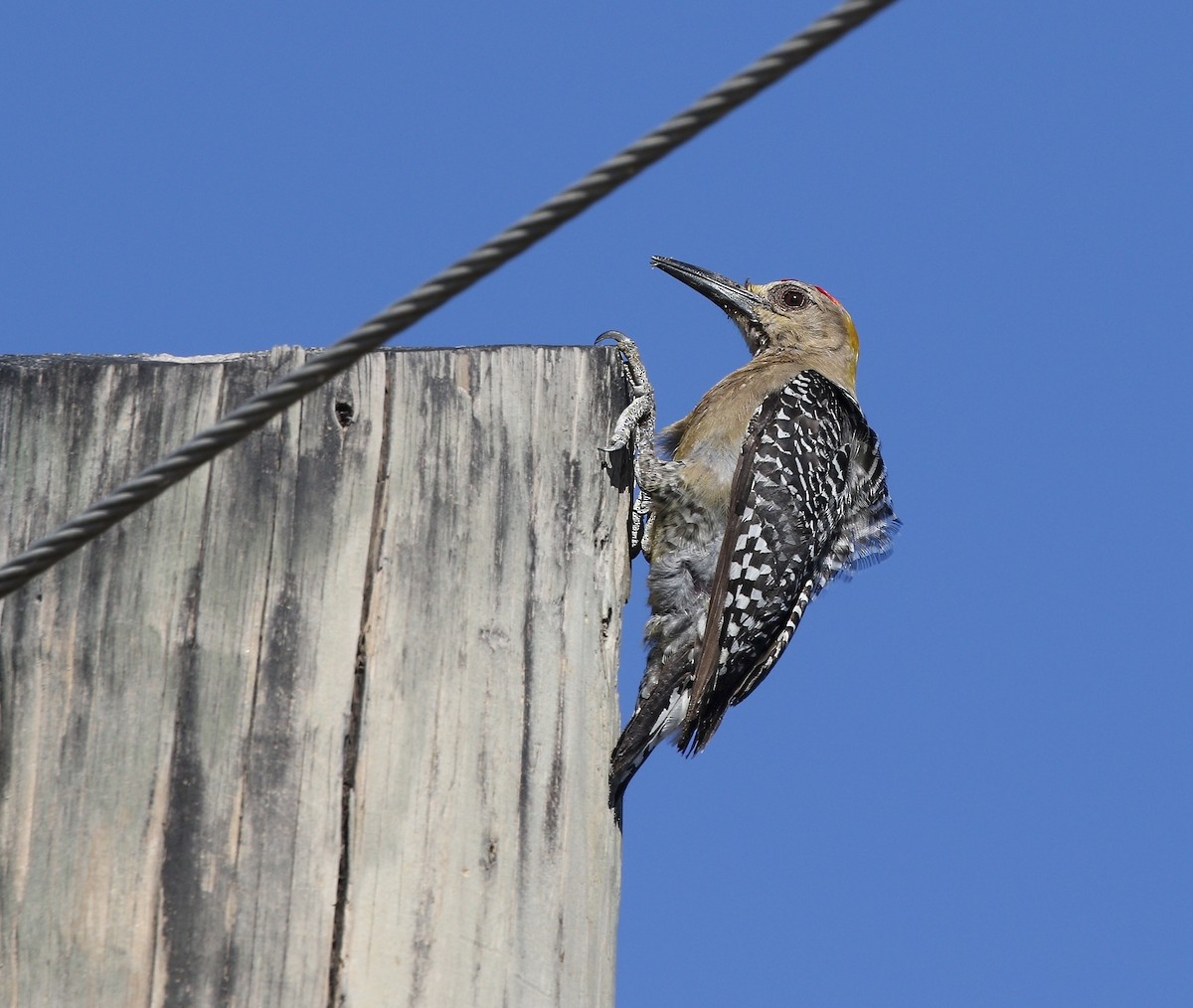 Hoffmann's Woodpecker - ML620508714