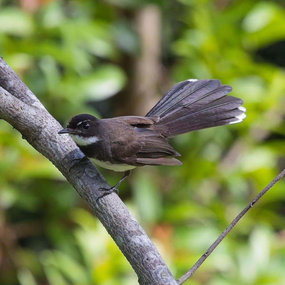 Malaysian Pied-Fantail - ML620508715