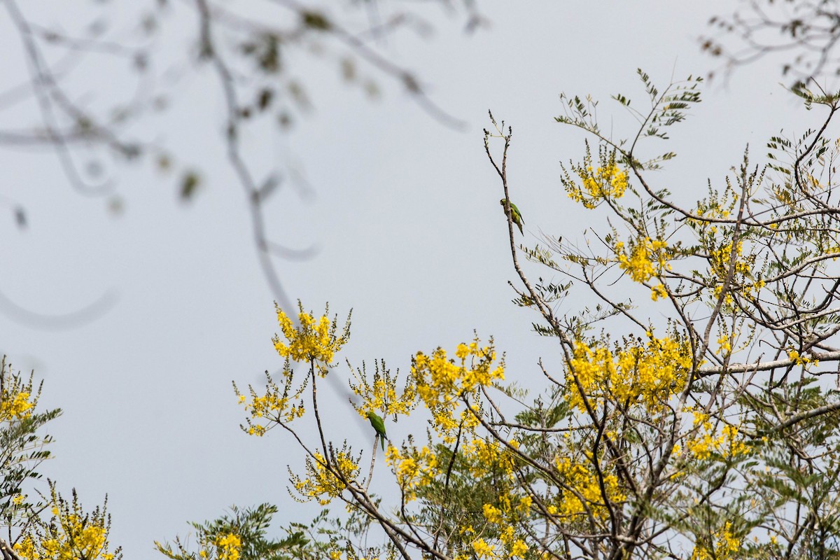 aratinga jamajský (ssp. astec/vicinalis) - ML620508720