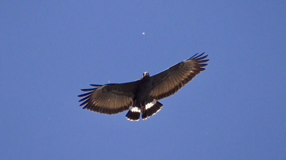 Common Black Hawk - Bernard Morris