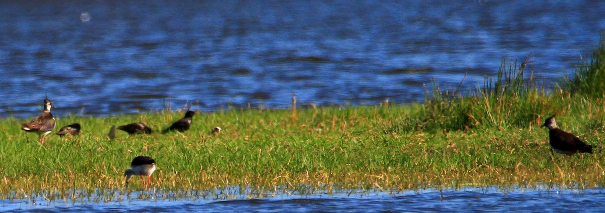 Northern Lapwing - ML620508726