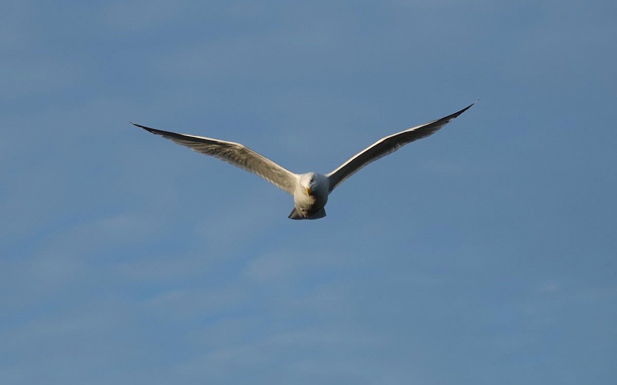 Gaviota Argéntea - ML620508728