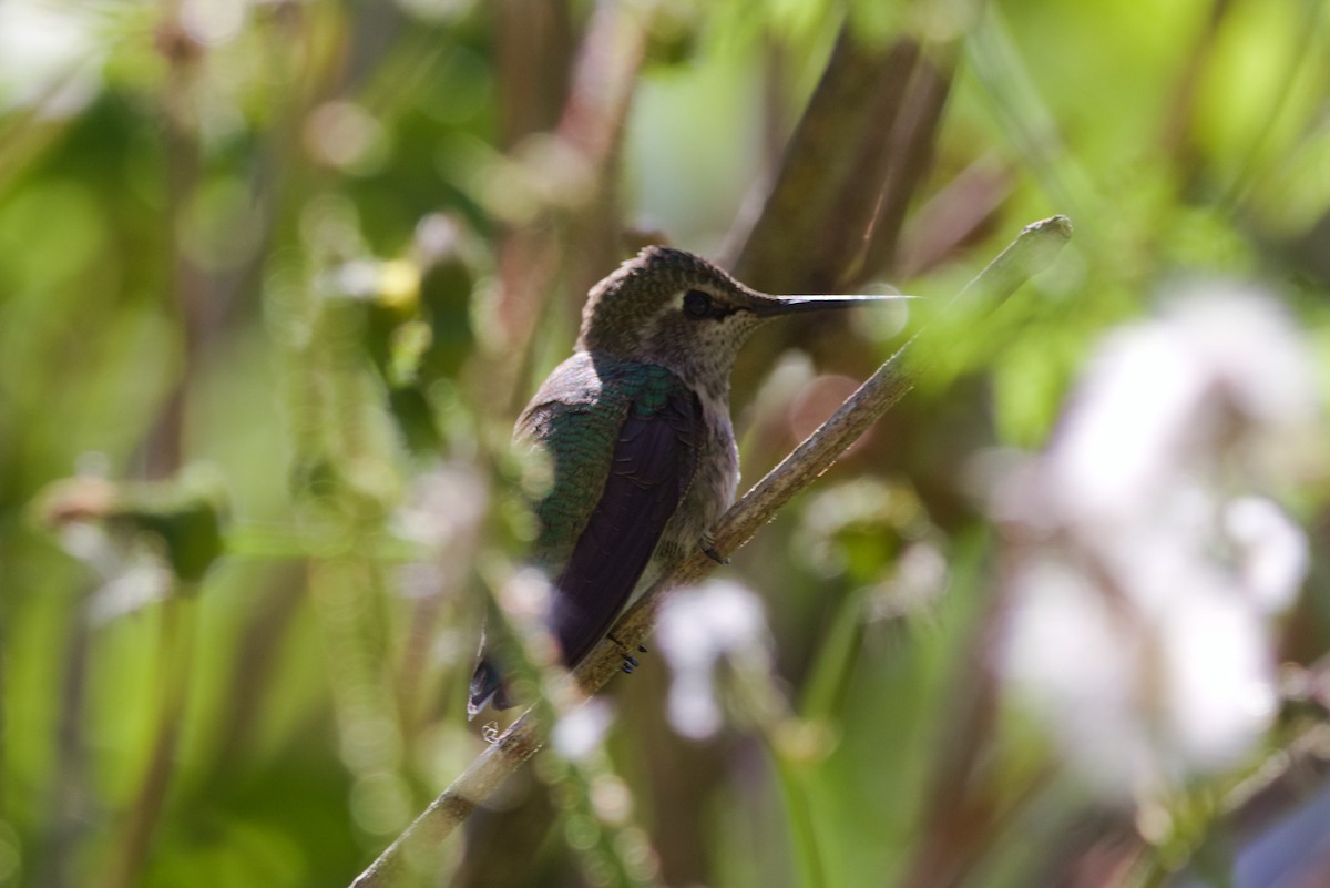 Anna's Hummingbird - ML620508730