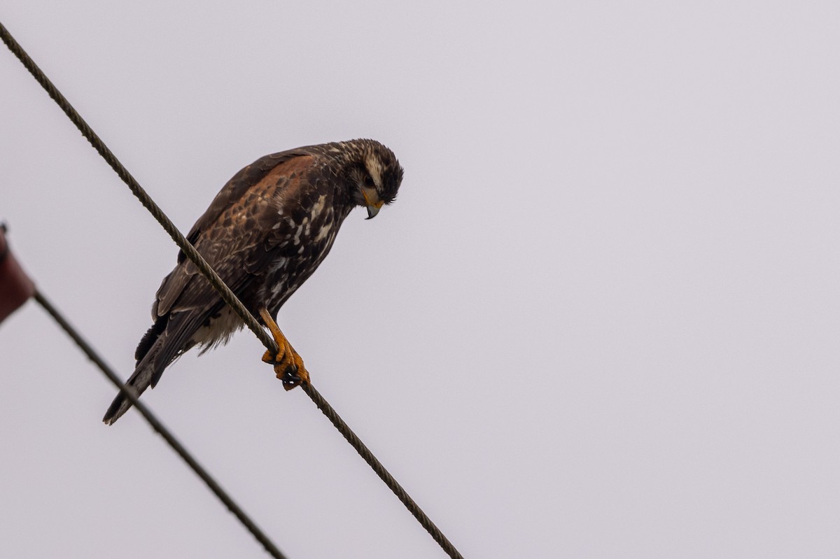 Harris's Hawk - ML620508731