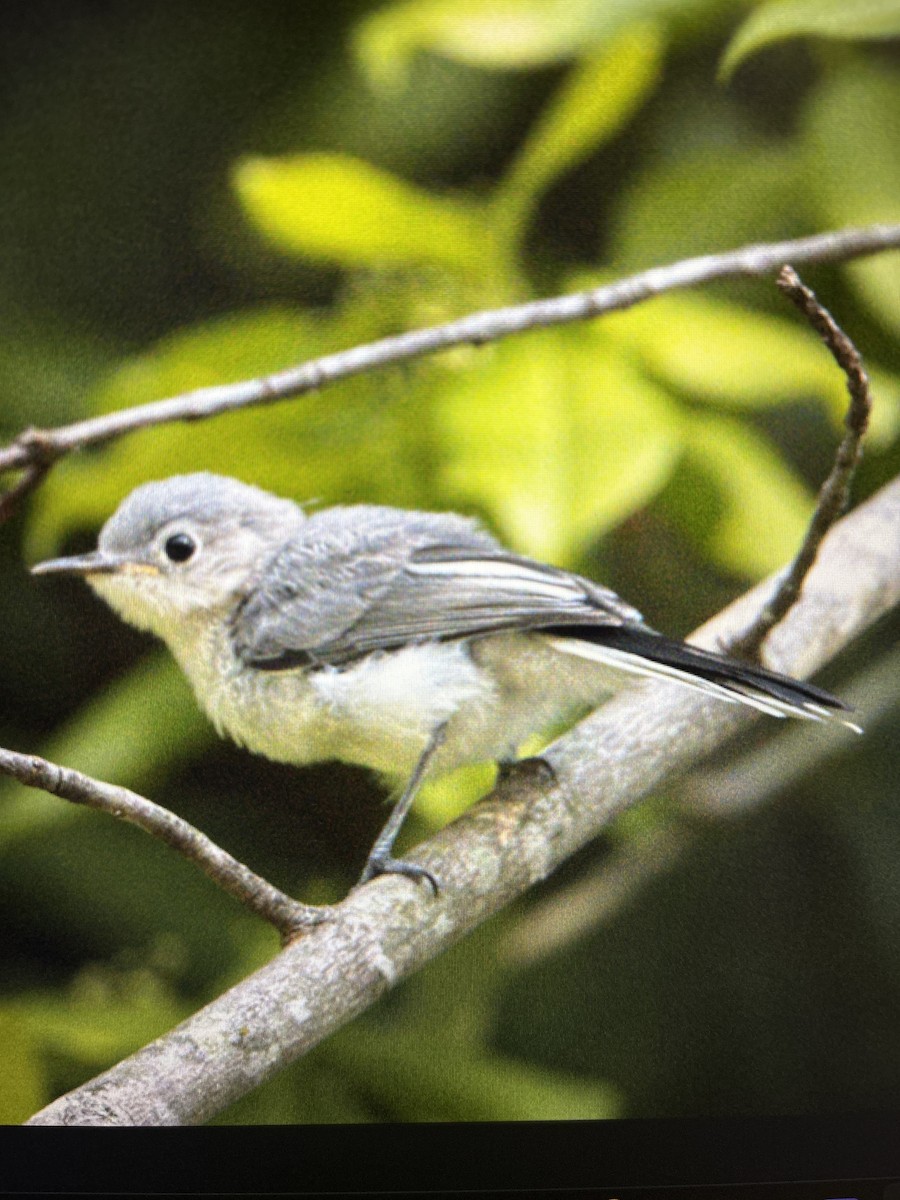 Blue-gray Gnatcatcher - ML620508732