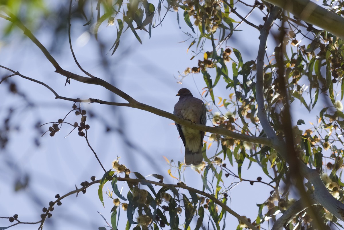 Band-tailed Pigeon - ML620508733