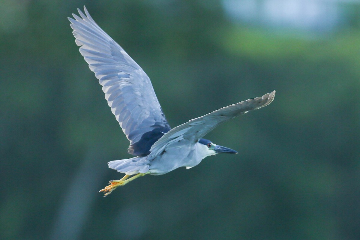 Black-crowned Night Heron - ML620508738