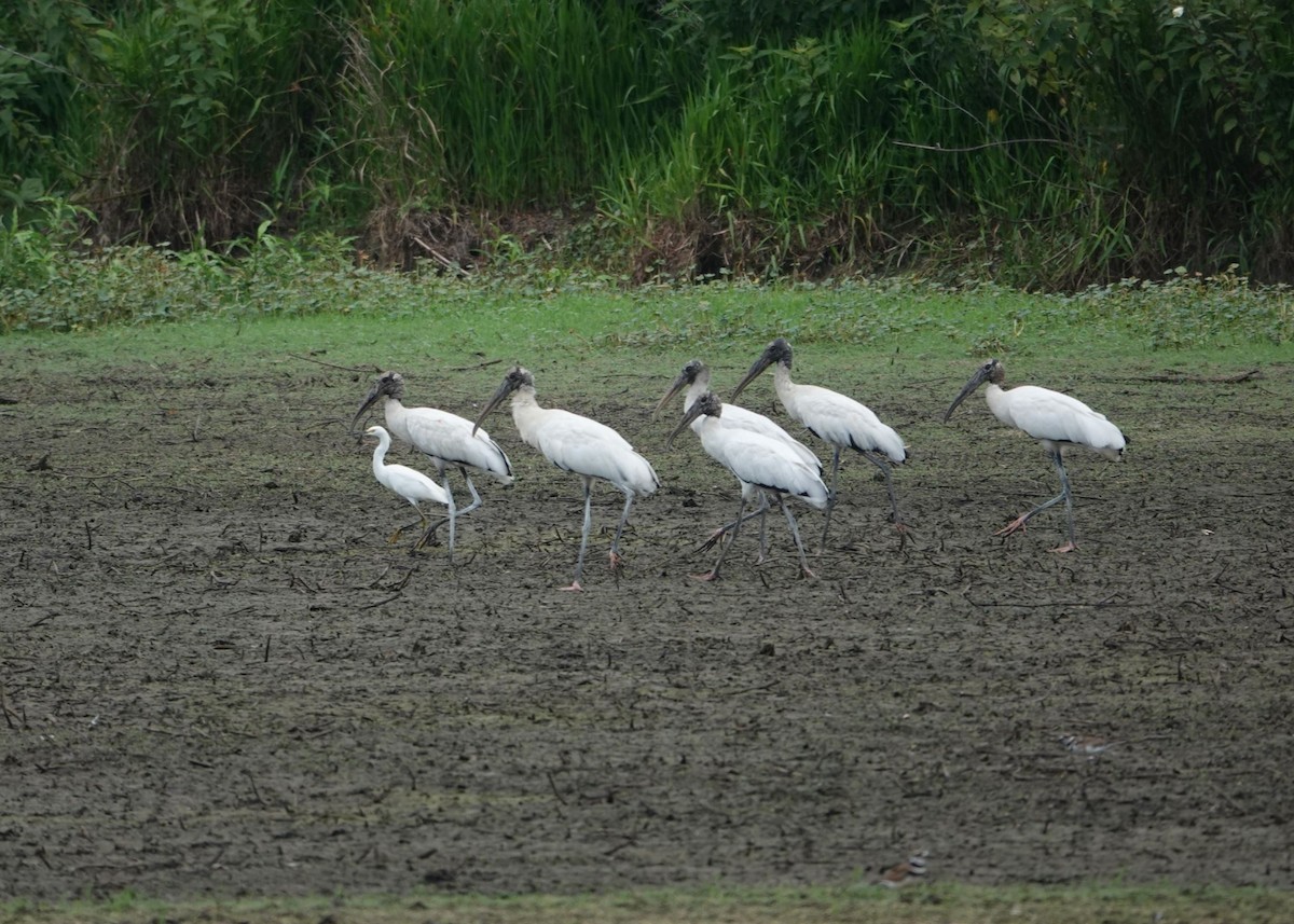 Wood Stork - ML620508743