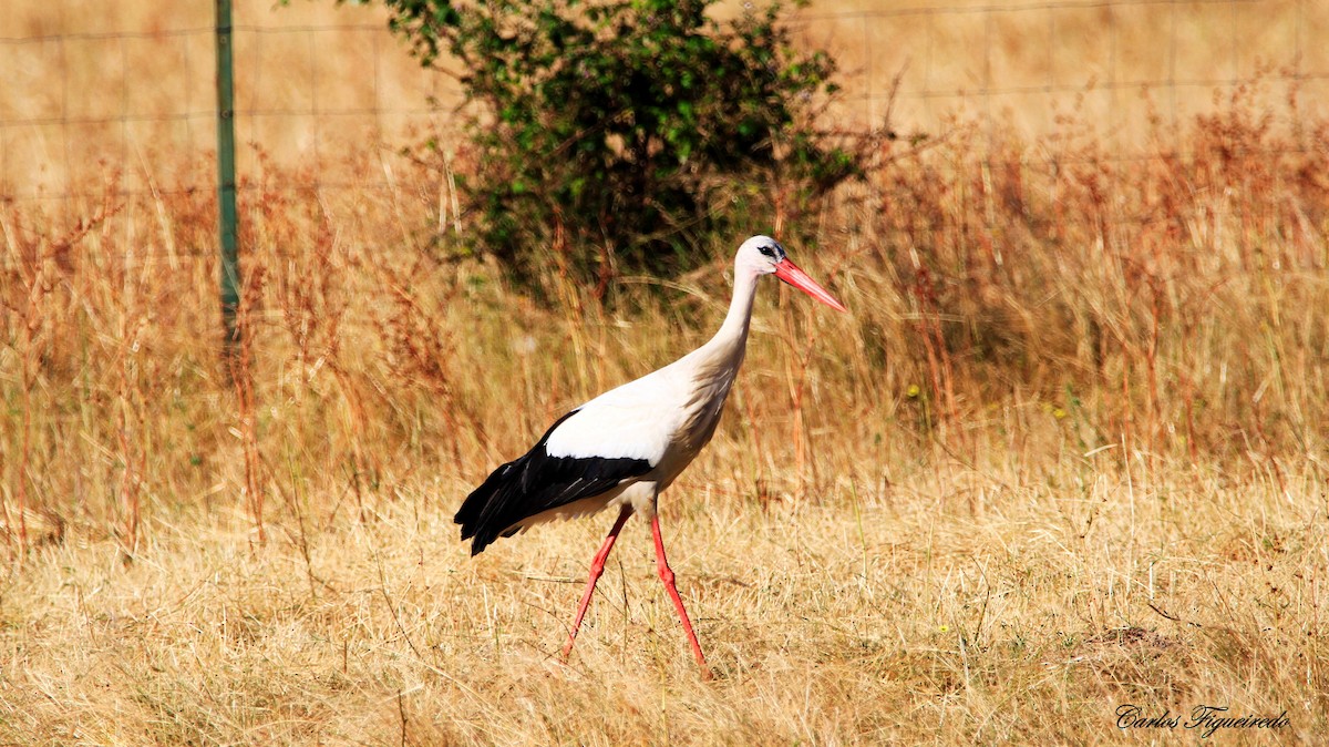 White Stork - Carlos Figueiredo