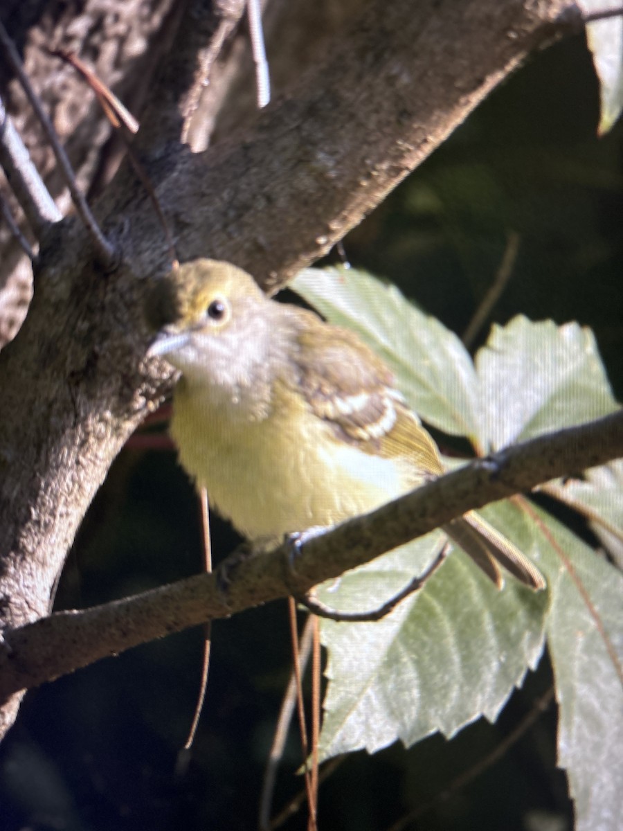 Vireo Ojiblanco - ML620508745