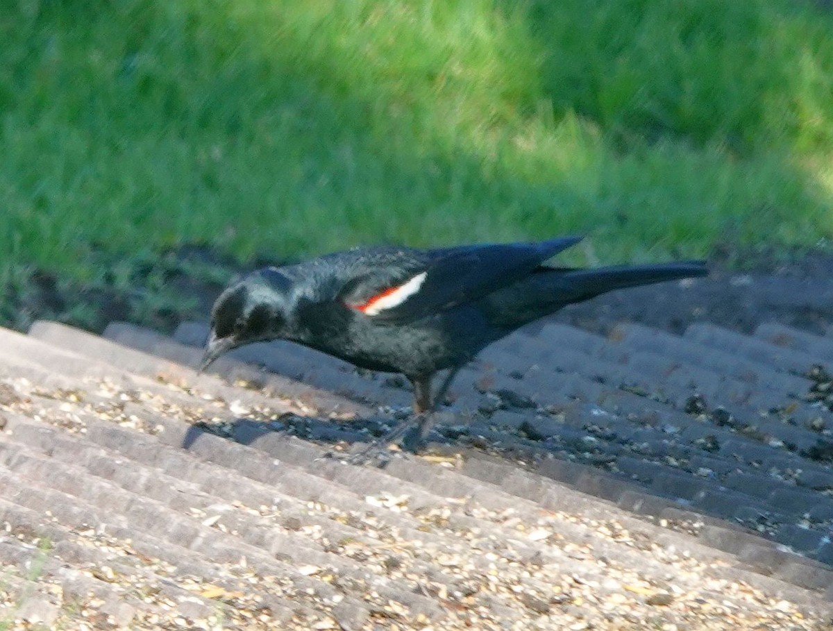 Tricolored Blackbird - ML620508752