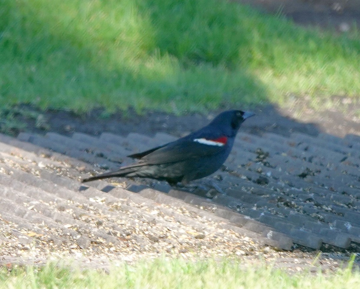 Tricolored Blackbird - ML620508753