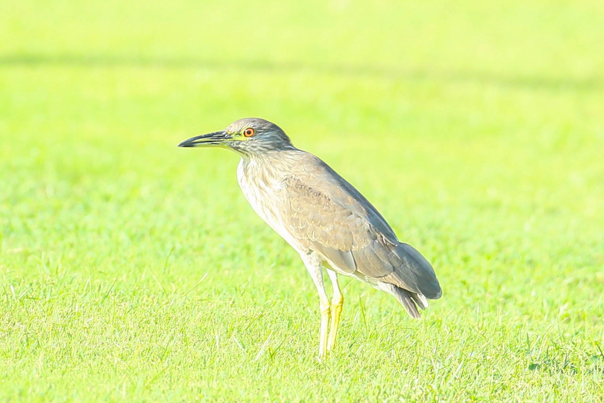 Black-crowned Night Heron - ML620508755