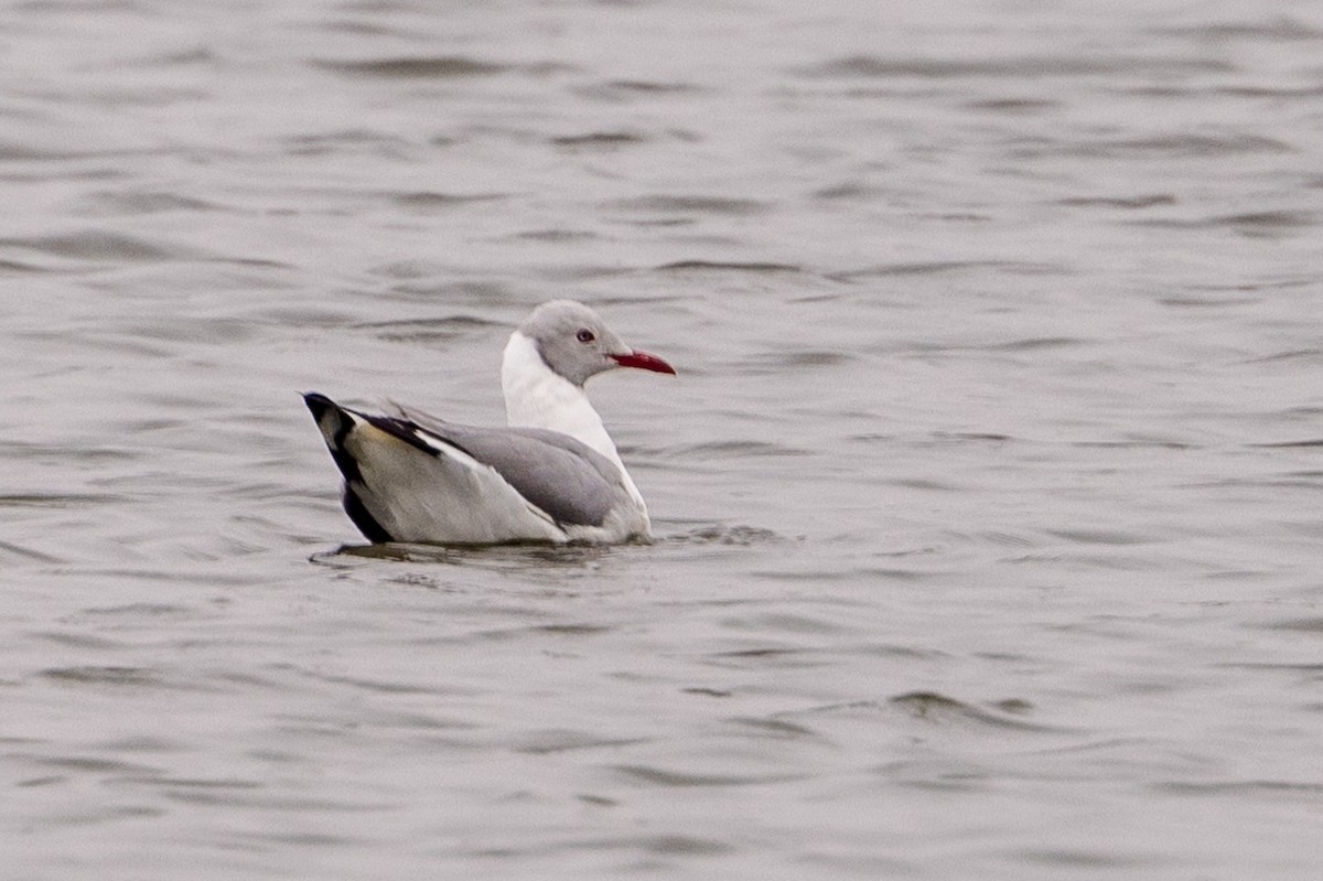 Gaviota Cabecigrís - ML620508758