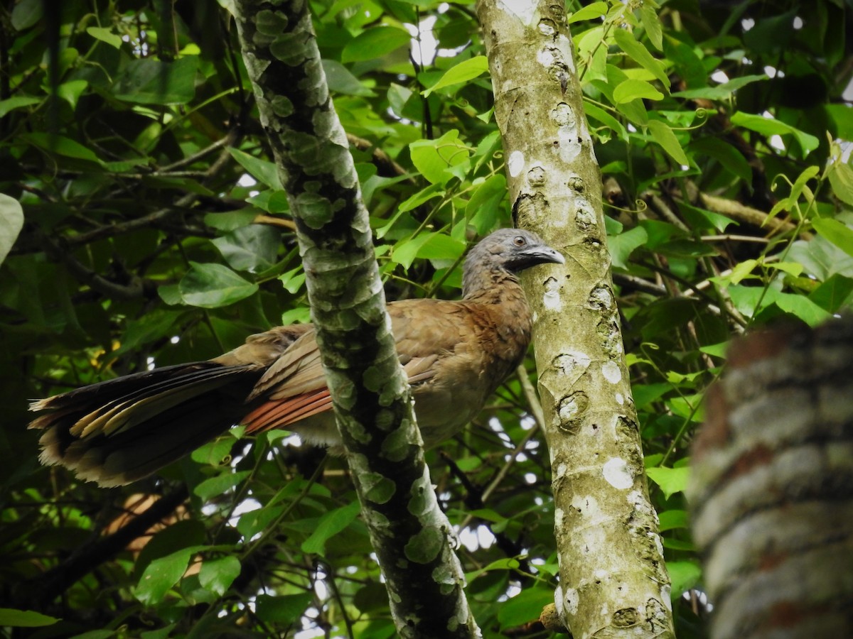 Gray-headed Chachalaca - ML620508780