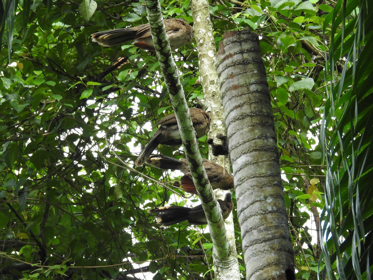 Chachalaca Cabecigrís - ML620508781