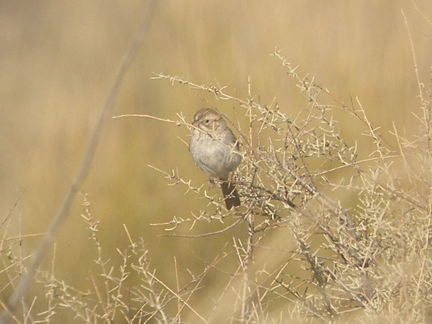 Brewer's Sparrow - ML620508784