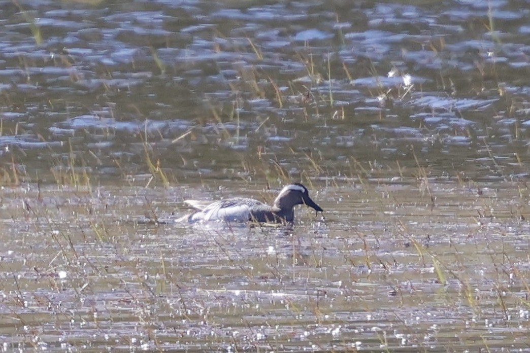 Garganey - Snæþór Aðalsteinsson