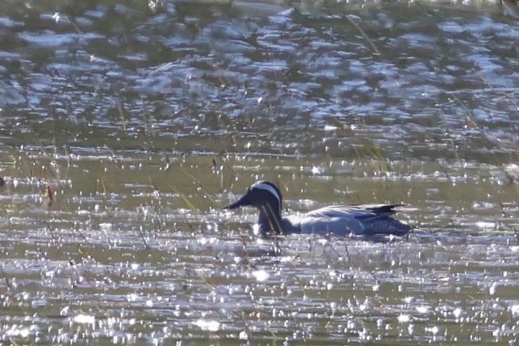 Garganey - Snæþór Aðalsteinsson