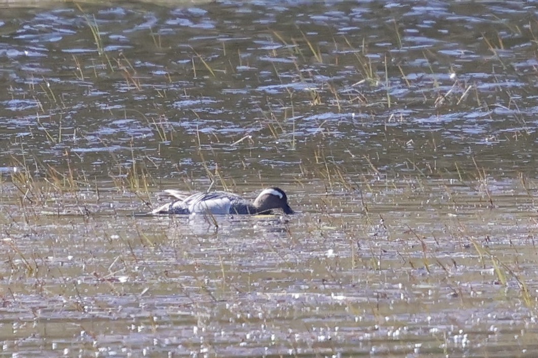 Garganey - ML620508787