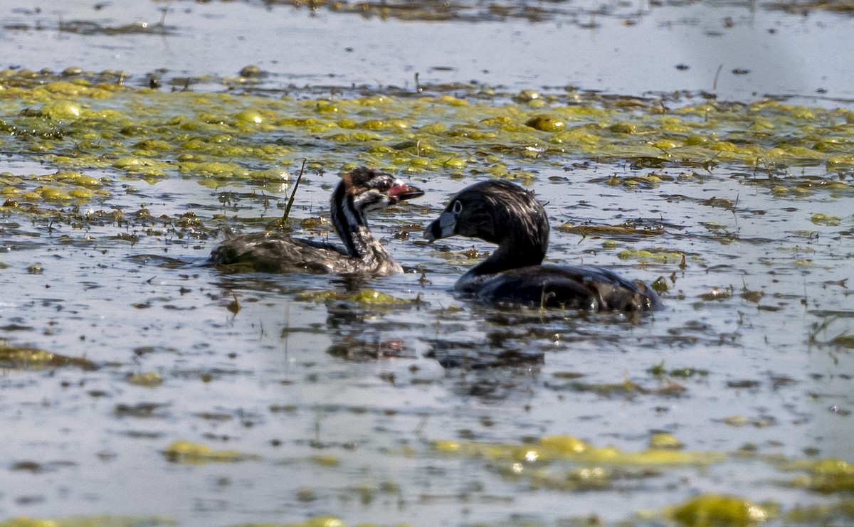 Pied-billed Grebe - ML620508790