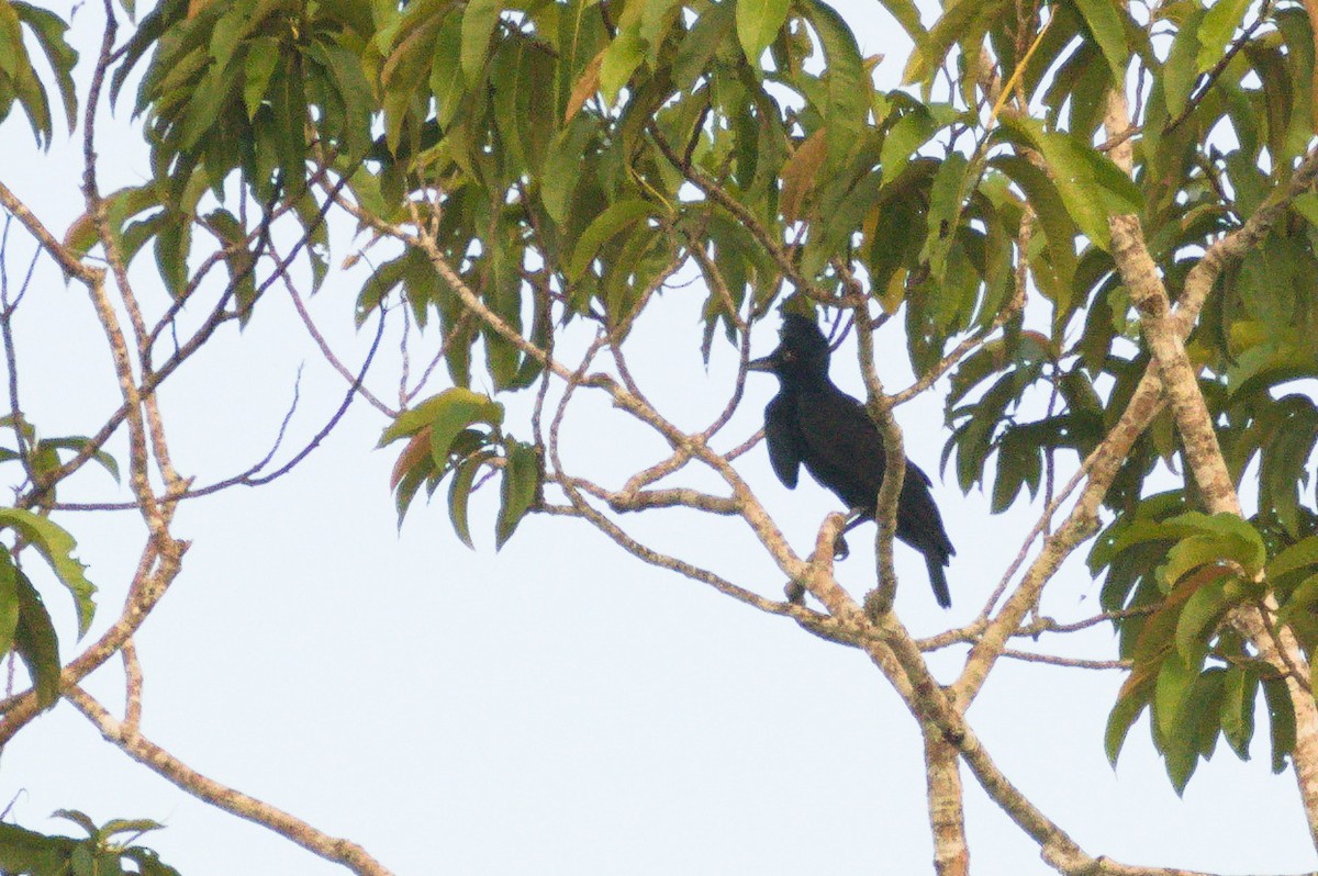 Амазонская зонтичная птица - ML620508793