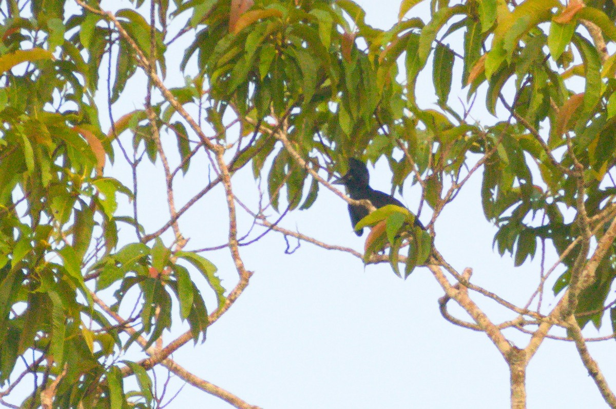 Амазонская зонтичная птица - ML620508794
