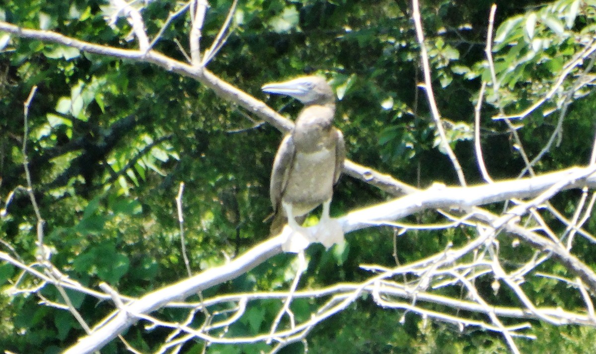 Brown Booby - ML620508796