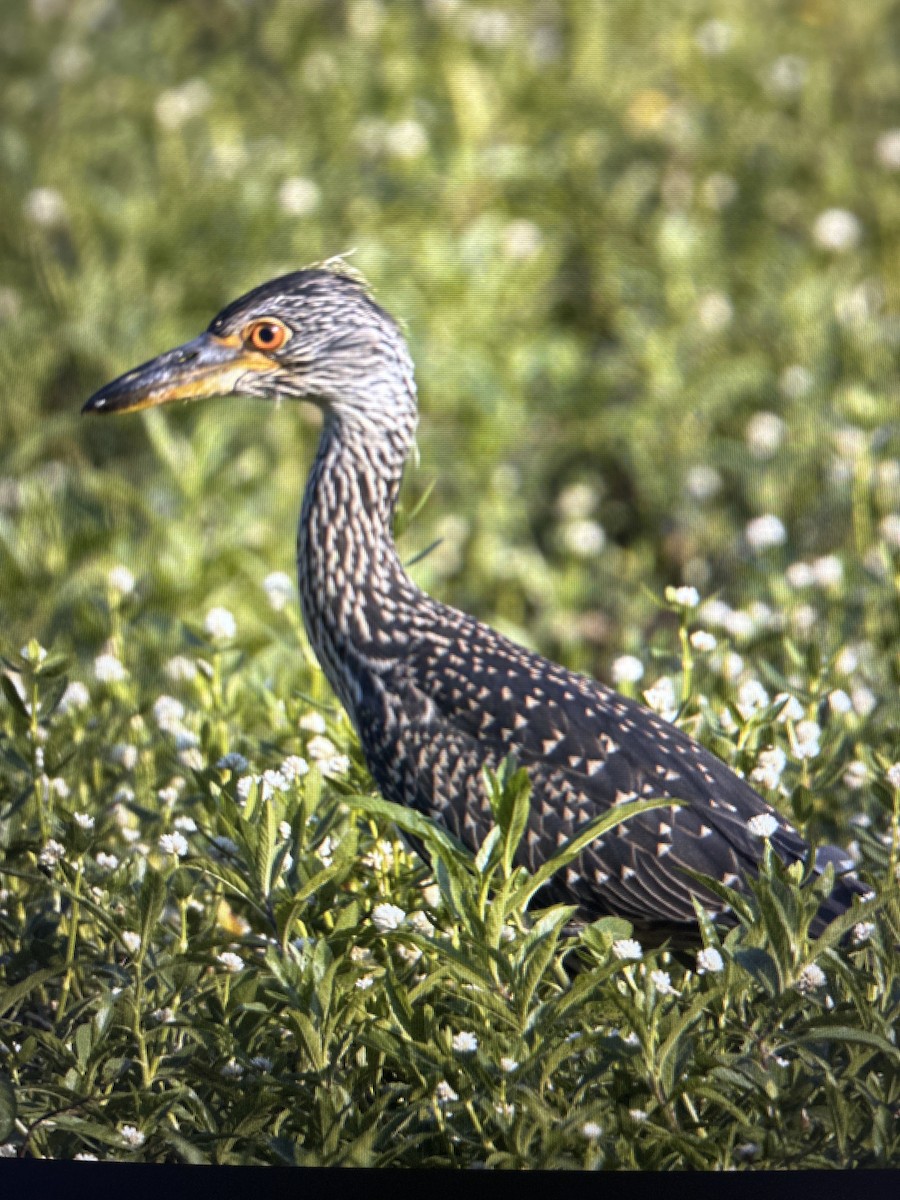 Yellow-crowned Night Heron - Jessica Sebastian