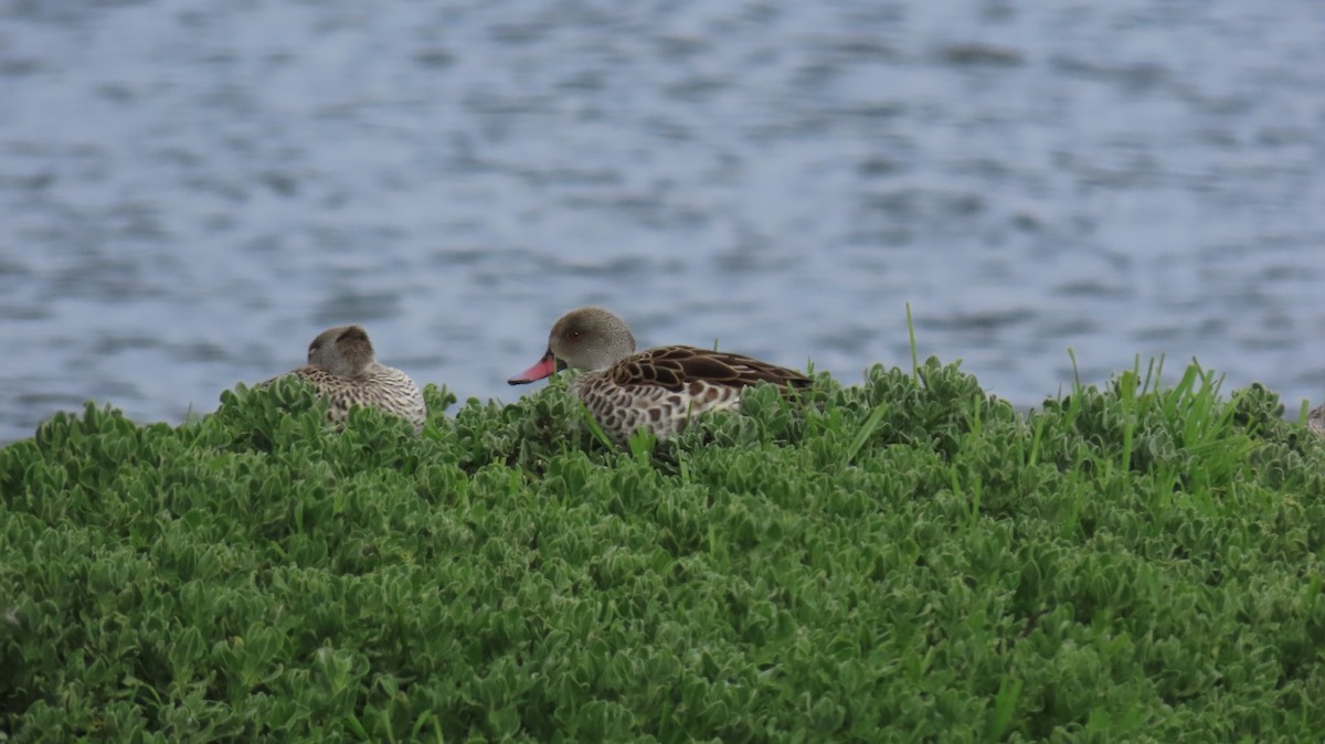 Cape Teal - ML620508801