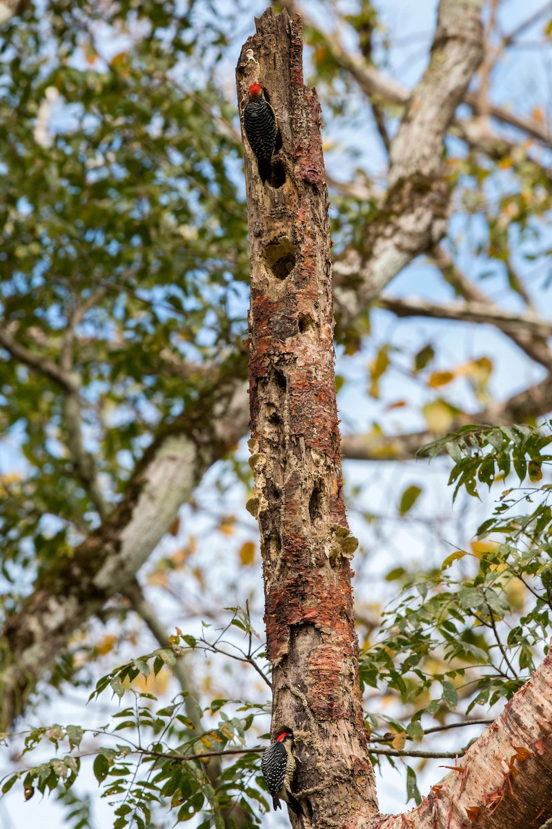 Black-cheeked Woodpecker - ML620508805