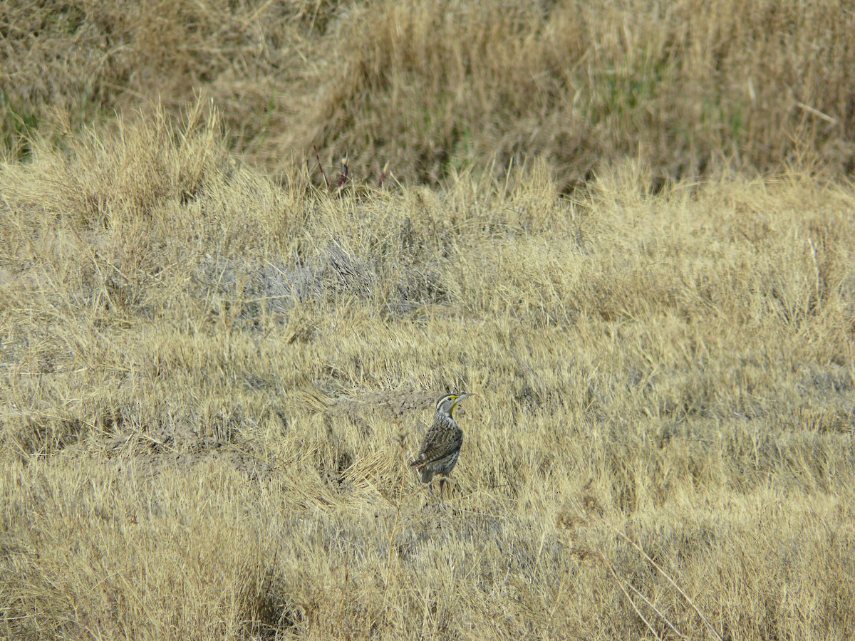 Western Meadowlark - ML620508817