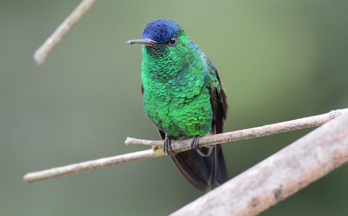 Indigo-capped Hummingbird - ML620508818