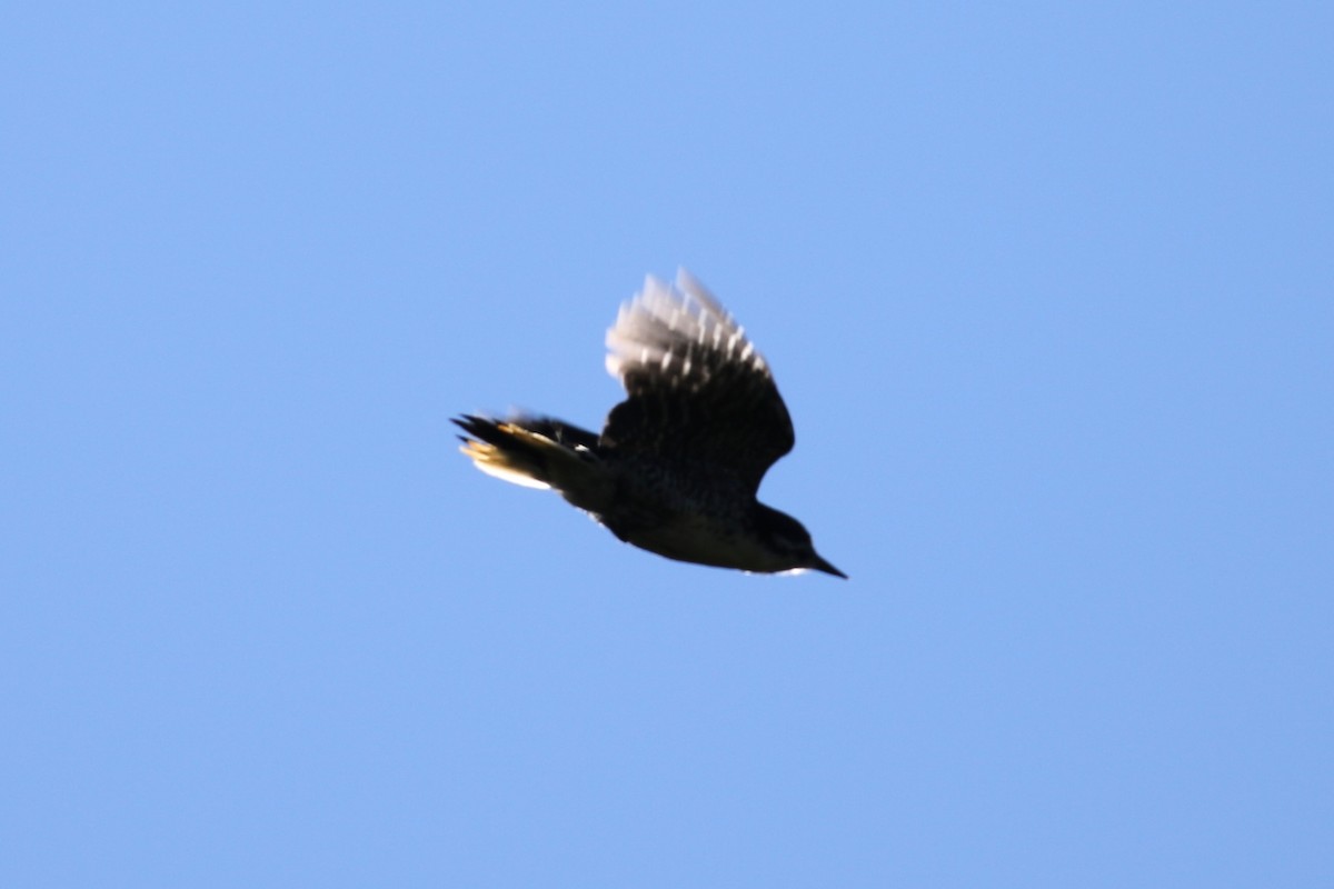 Black-backed Woodpecker - ML620508821