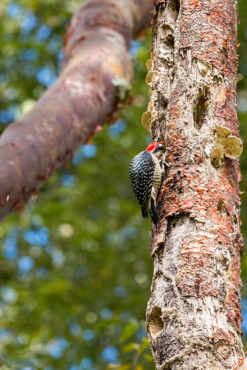 Black-cheeked Woodpecker - ML620508822