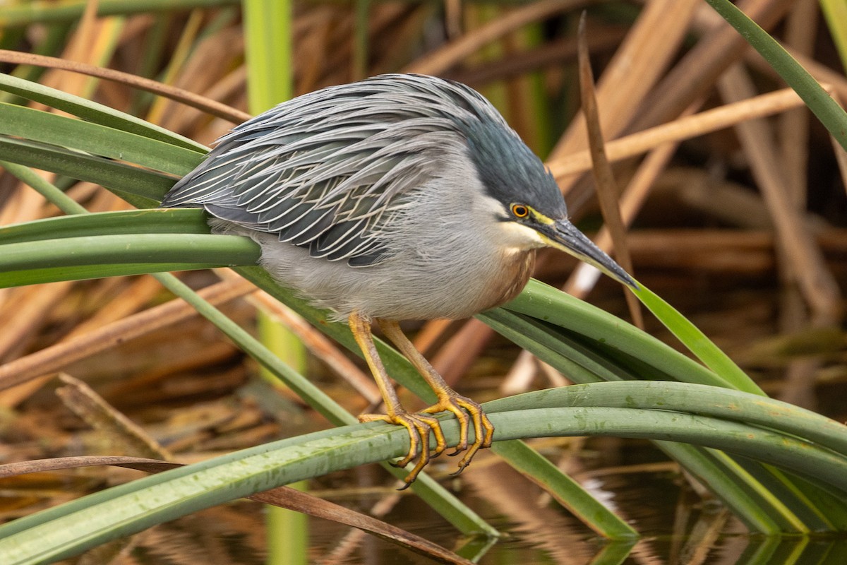 Black-crowned Night Heron - ML620508823