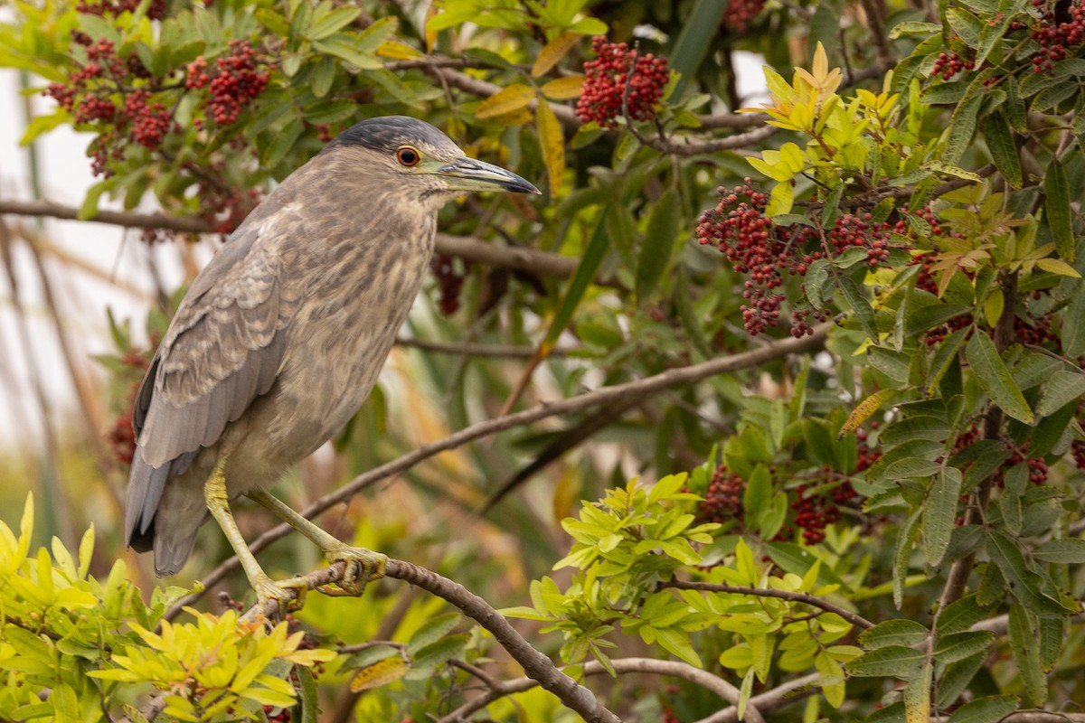 Black-crowned Night Heron - ML620508825