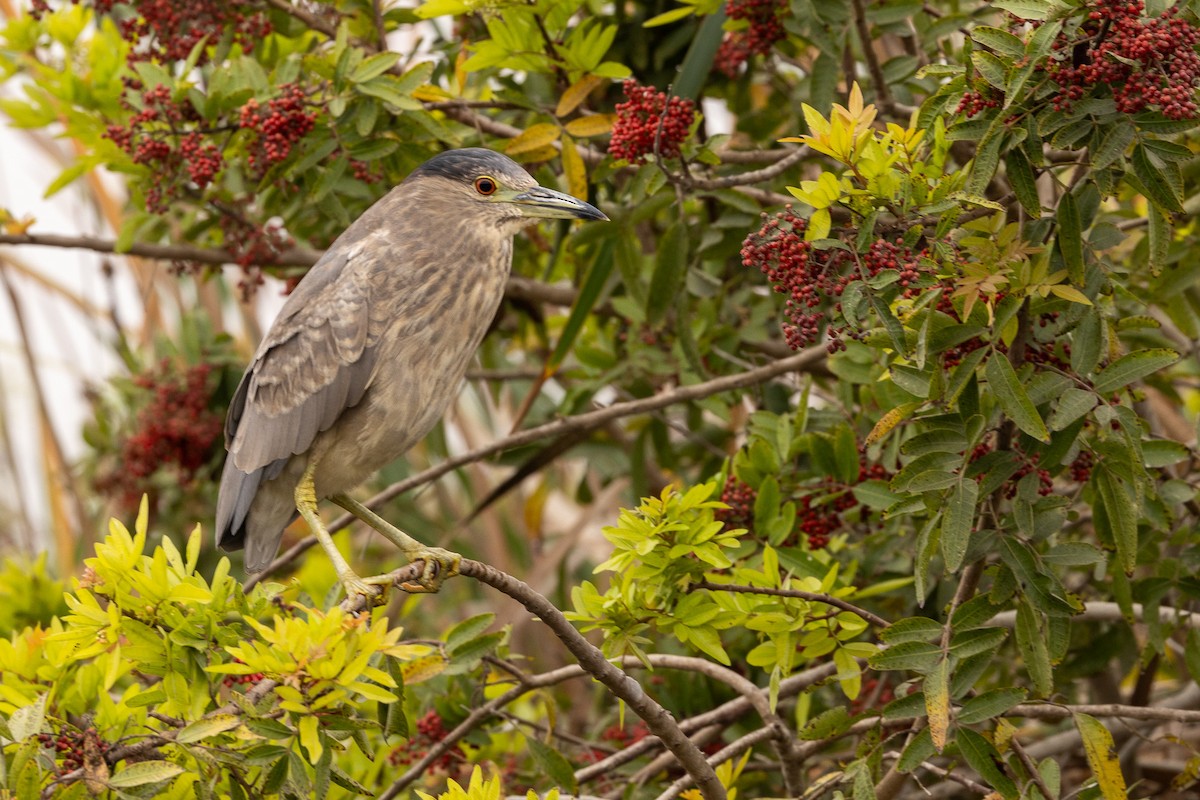 Black-crowned Night Heron - ML620508826