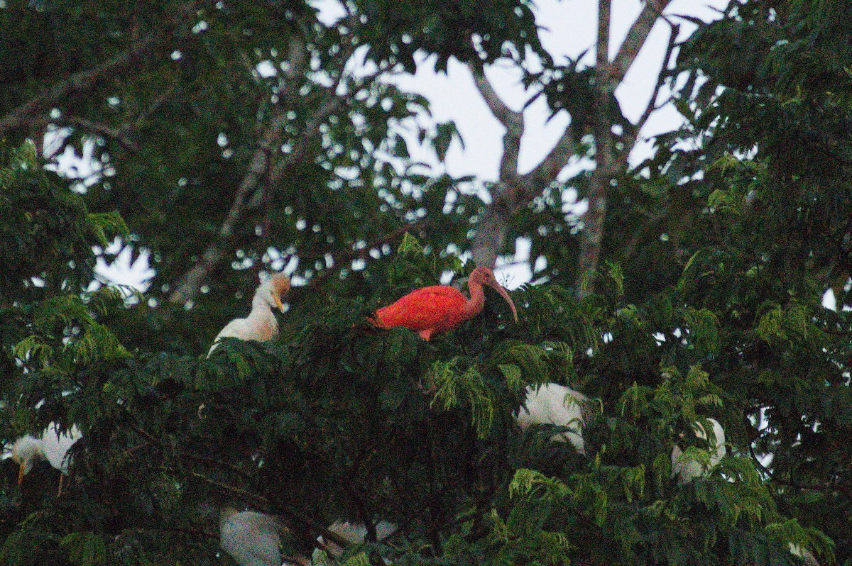 Scarlet Ibis - ML620508830