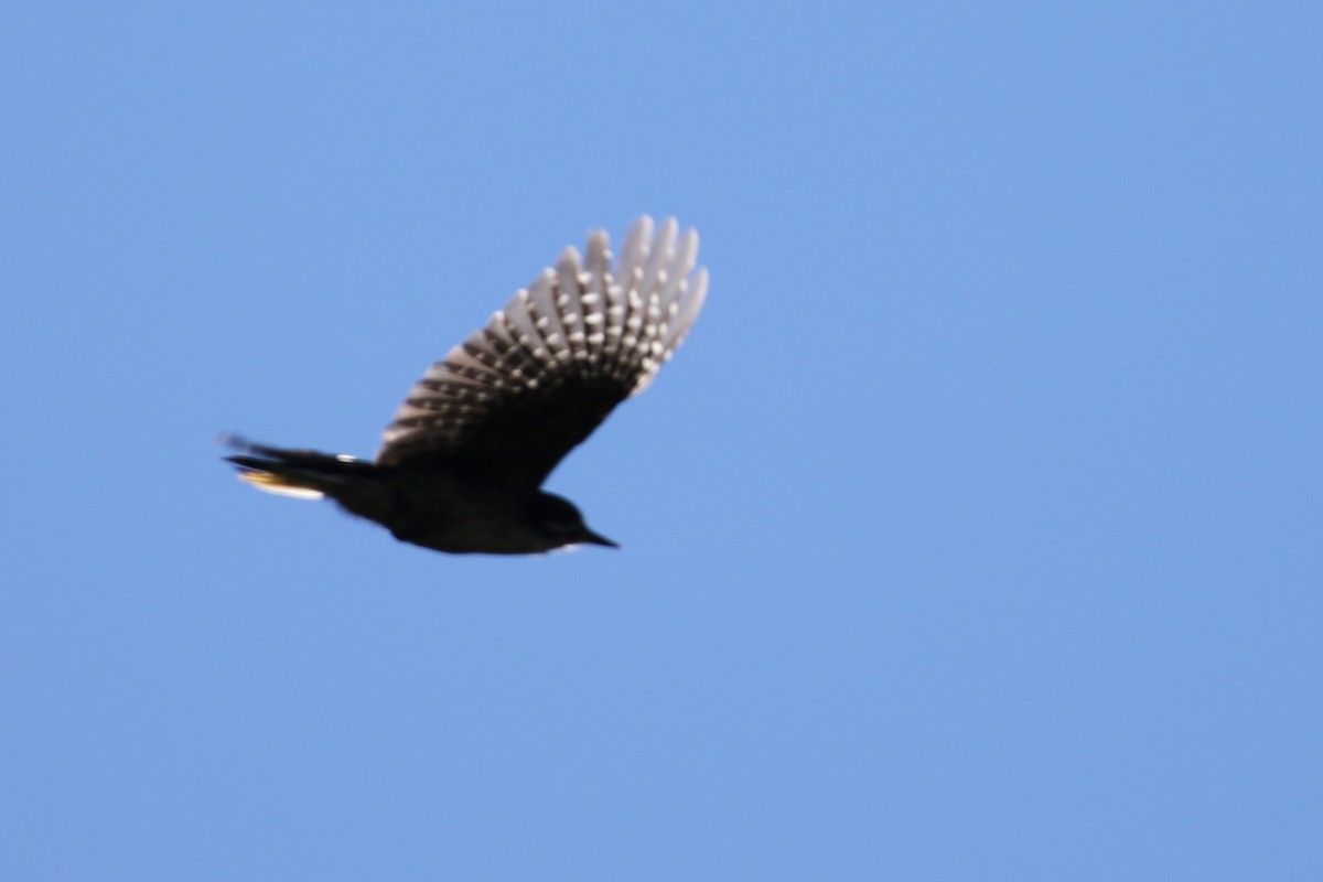 Black-backed Woodpecker - ML620508834