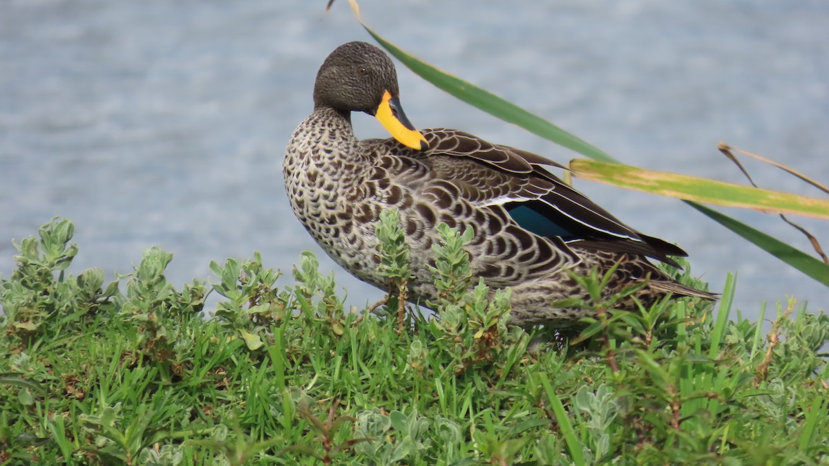 Yellow-billed Duck - ML620508836