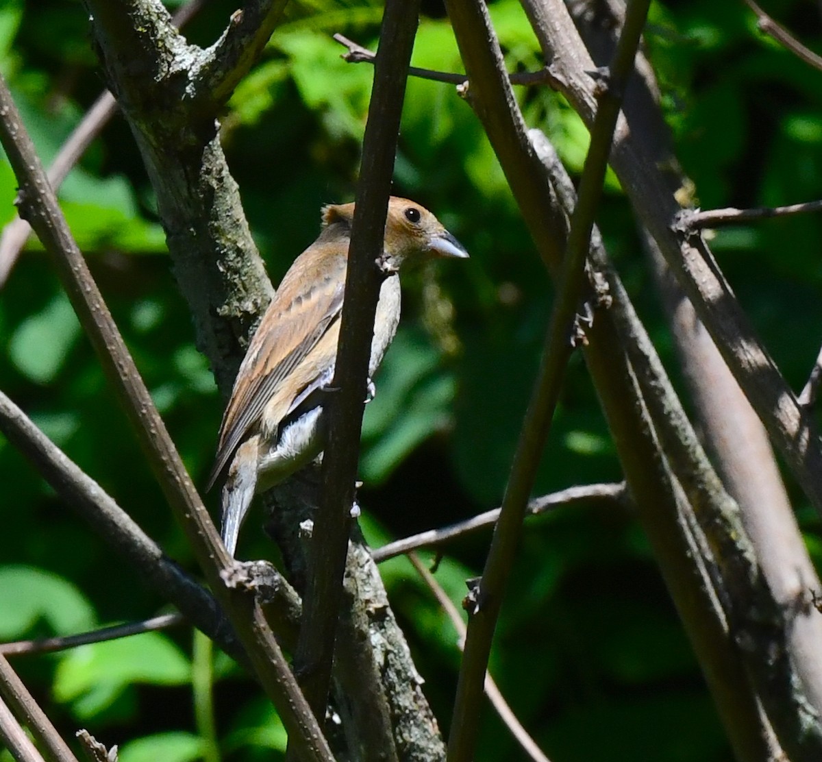 Indigo Bunting - Kristen Cart