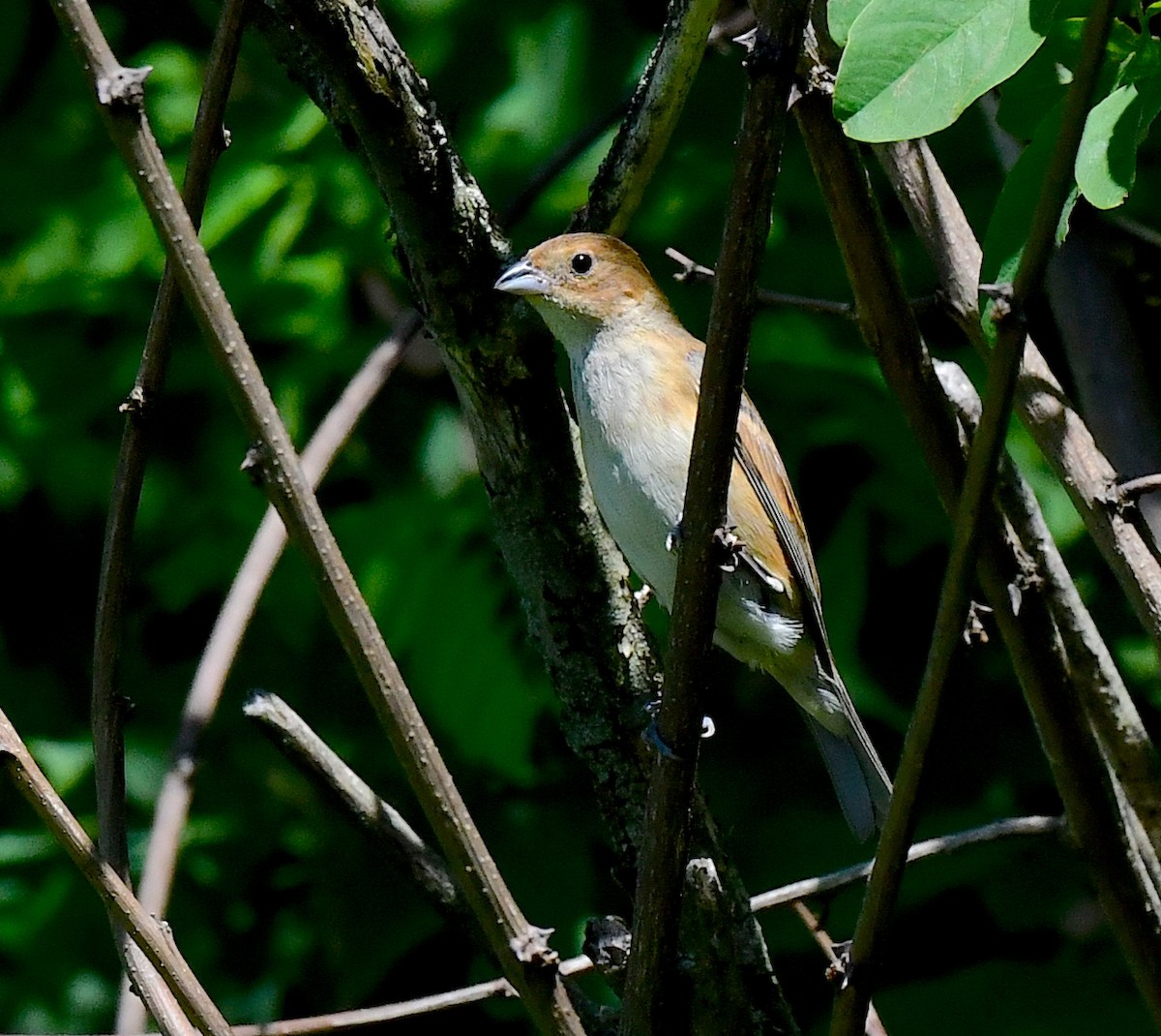 Indigo Bunting - Kristen Cart